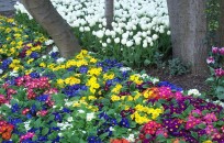 spring-flowers-100947
