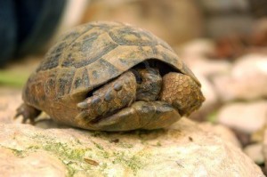 3232362-turtle-is-hiding-in-its-shell
